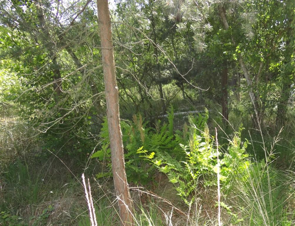 15 jhriges Bestehen des Schulungs- und Informationszentrums Wald und Moor im Naturschutzgebiet Ribnitzer Groes Moor in Ribnitz-Damgarten, Ortsteil Neuheide in Mecklenburg-Vorpommern mit Festakt, einer Kremserfahrt und Jubilumswanderung. Foto: Eckart Kreitlow