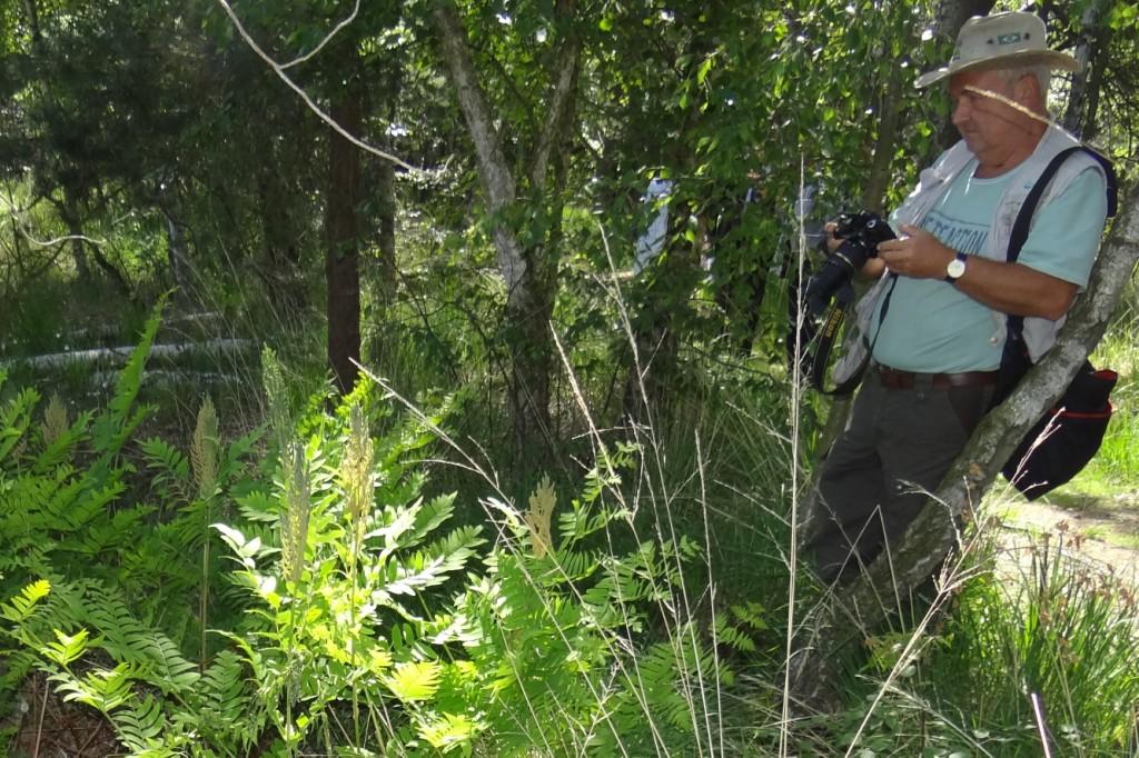 15 jhriges Bestehen des Schulungs- und Informationszentrums Wald und Moor im Naturschutzgebiet Ribnitzer Groes Moor in Ribnitz-Damgarten, Ortsteil Neuheide in Mecklenburg-Vorpommern mit Festakt, einer Kremserfahrt und Jubilumswanderung. Foto: Eckart Kreitlow