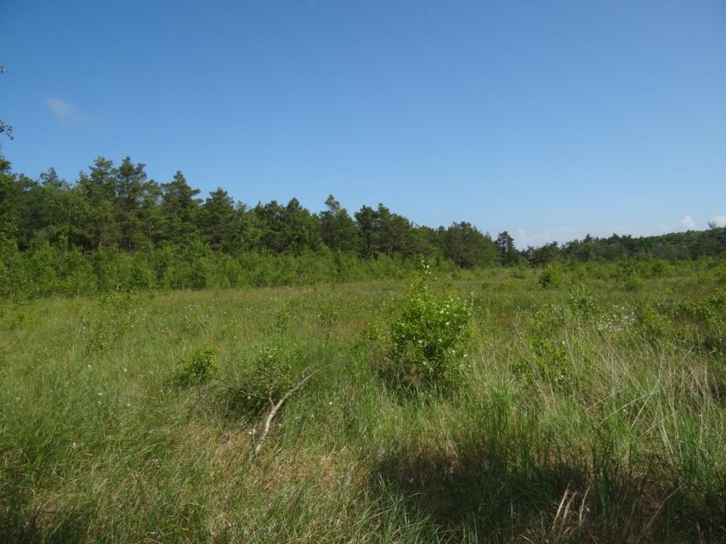 15 jhriges Bestehen des Schulungs- und Informationszentrums Wald und Moor im Naturschutzgebiet Ribnitzer Groes Moor in Ribnitz-Damgarten, Ortsteil Neuheide in Mecklenburg-Vorpommern mit Festakt, einer Kremserfahrt und Jubilumswanderung. Foto: Eckart Kreitlow