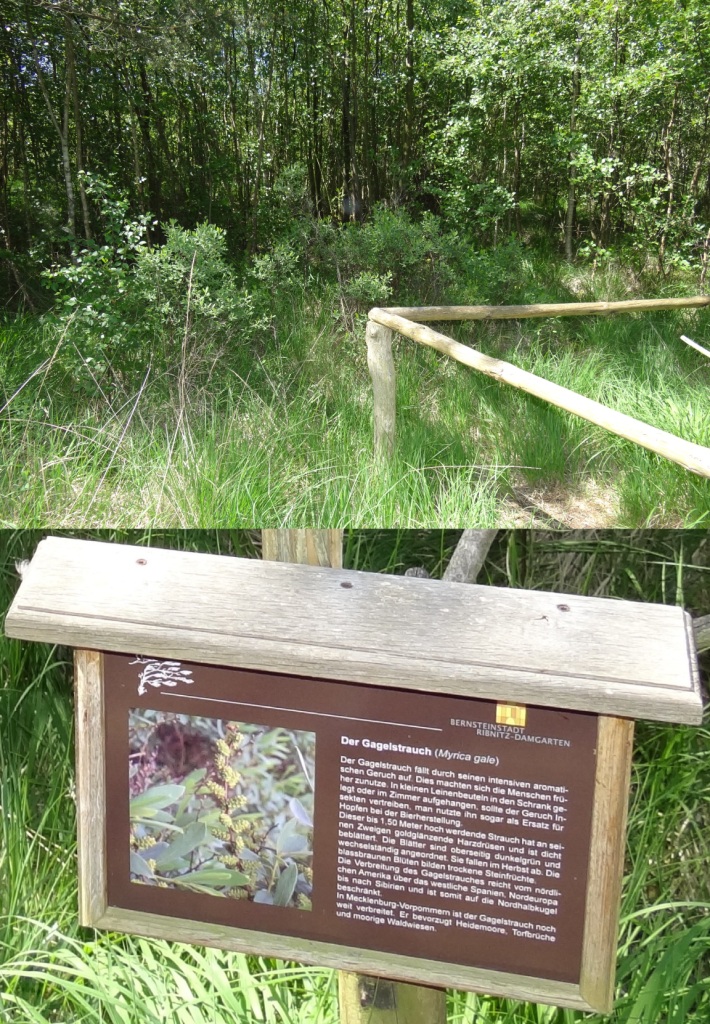 15 jhriges Bestehen des Schulungs- und Informationszentrums Wald und Moor im Naturschutzgebiet Ribnitzer Groes Moor in Ribnitz-Damgarten, Ortsteil Neuheide in Mecklenburg-Vorpommern mit Festakt, einer Kremserfahrt und Jubilumswanderung. Foto: Eckart Kreitlow