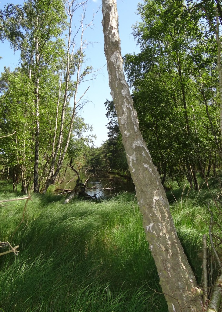 15 jhriges Bestehen des Schulungs- und Informationszentrums Wald und Moor im Naturschutzgebiet Ribnitzer Groes Moor in Ribnitz-Damgarten, Ortsteil Neuheide in Mecklenburg-Vorpommern mit Festakt, einer Kremserfahrt und Jubilumswanderung. Foto: Eckart Kreitlow