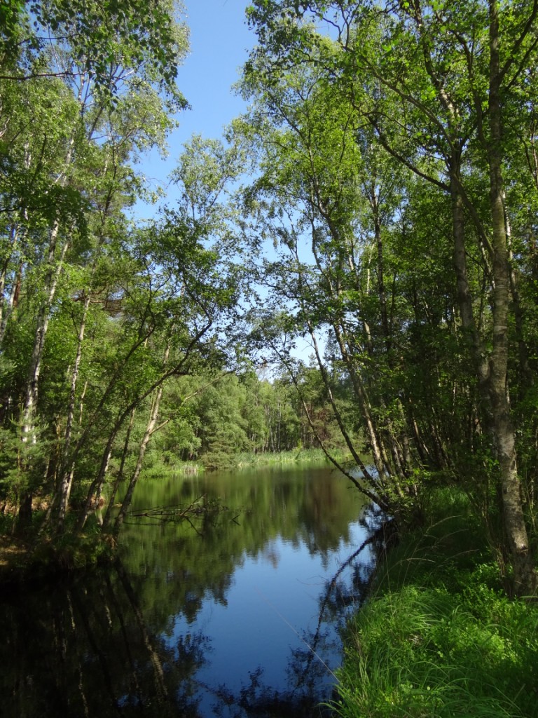 15 jhriges Bestehen des Schulungs- und Informationszentrums Wald und Moor im Naturschutzgebiet Ribnitzer Groes Moor in Ribnitz-Damgarten, Ortsteil Neuheide in Mecklenburg-Vorpommern mit Festakt, einer Kremserfahrt und Jubilumswanderung. Foto: Eckart Kreitlow