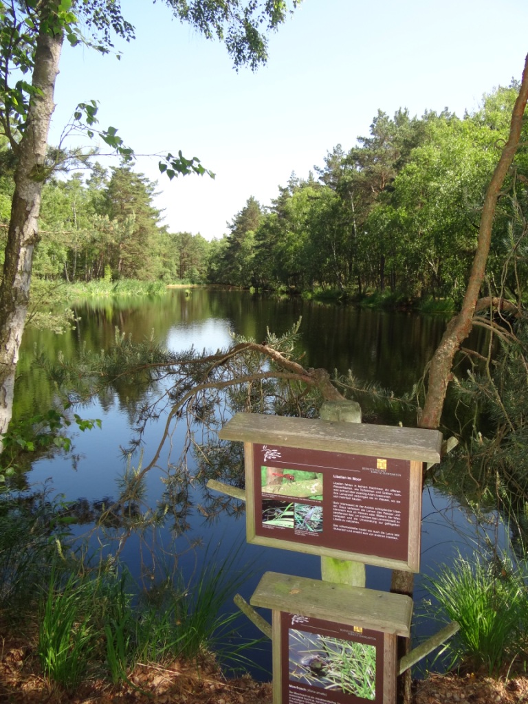 15 jhriges Bestehen des Schulungs- und Informationszentrums Wald und Moor im Naturschutzgebiet Ribnitzer Groes Moor in Ribnitz-Damgarten, Ortsteil Neuheide in Mecklenburg-Vorpommern mit Festakt, einer Kremserfahrt und Jubilumswanderung. Foto: Eckart Kreitlow