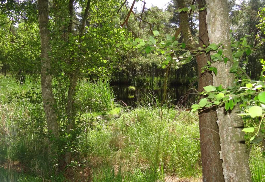 15 jhriges Bestehen des Schulungs- und Informationszentrums Wald und Moor im Naturschutzgebiet Ribnitzer Groes Moor in Ribnitz-Damgarten, Ortsteil Neuheide in Mecklenburg-Vorpommern mit Festakt, einer Kremserfahrt und Jubilumswanderung. Foto: Eckart Kreitlow