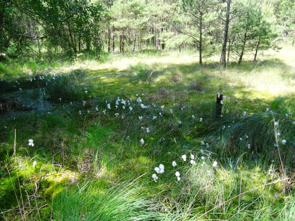 15 jhriges Bestehen des Schulungs- und Informationszentrums Wald und Moor im Naturschutzgebiet Ribnitzer Groes Moor in Ribnitz-Damgarten, Ortsteil Neuheide in Mecklenburg-Vorpommern mit Festakt, einer Kremserfahrt und Jubilumswanderung. Foto: Eckart Kreitlow