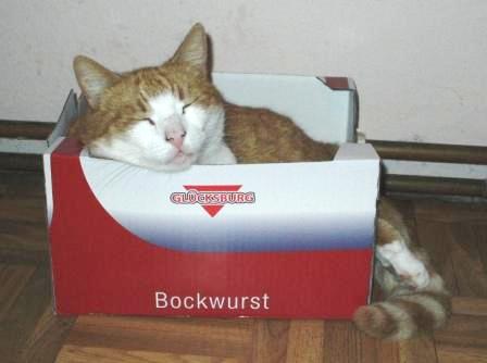 Kater Erni macht es sich auch mal in einem Bockwurstkarton bequem, da kennt er nichts. Foto: Eckart Kreitlow