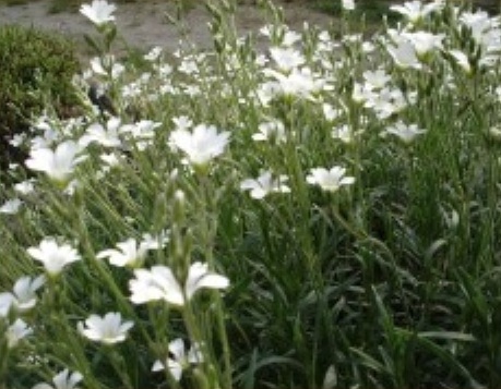 Weiße Blumen. Foto: Eckart Kreitlow