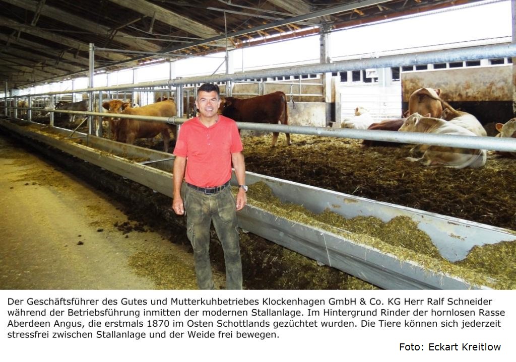 Mitglieder des Landwirtschafts- und Umweltausschusses der Stadtvertretung der Bernsteinstadt Ribnitz-Damgarten hatten am 20. August 2020 die Mglichkeit, an einer Betriebsfhrung des Geschftsfhrers des 100 % biologisch wirtschaftenden Gutes und Mutterkuhbetriebes Klockenhagen Herrn Ralf Schneider (Bildmitte) teilzunehmen. Foto: Eckart Kreitlow