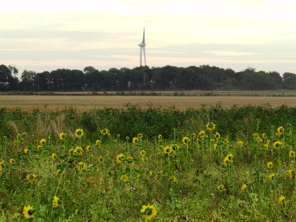 Mitglieder des Landwirtschafts- und Umweltausschusses der Stadtvertretung der Bernsteinstadt Ribnitz-Damgarten hatten am 20. August 2020 die Mglichkeit, an einer Betriebsfhrung des Geschftsfhrers des 100 % biologisch wirtschaftenden Gutes und Mutterkuhbetriebes Klockenhagen Herrn Ralf Schneider (Bildmitte) teilzunehmen. Foto: Eckart Kreitlow