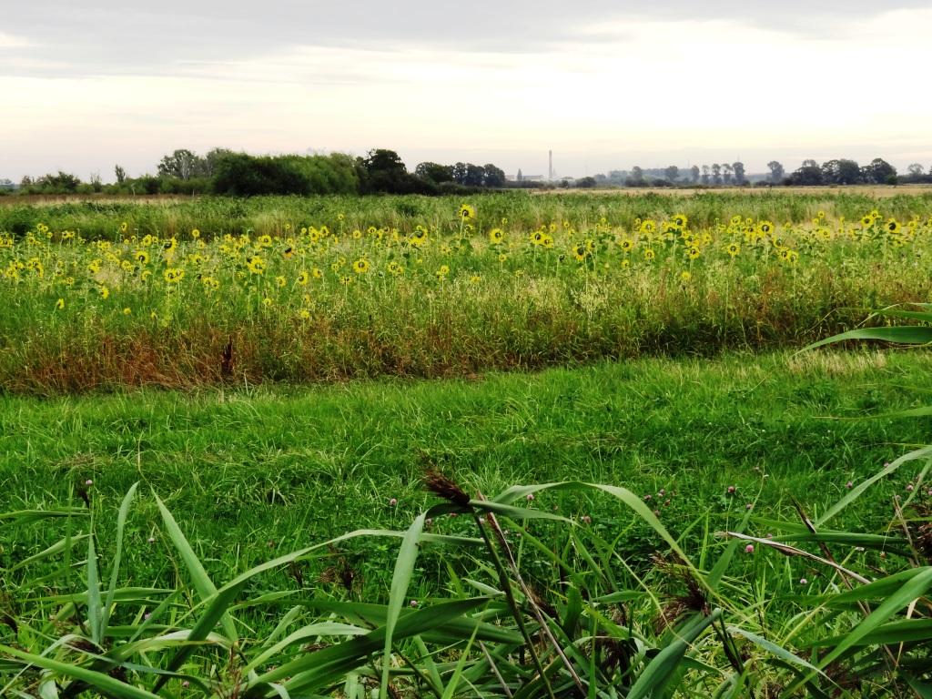Mitglieder des Landwirtschafts- und Umweltausschusses der Stadtvertretung der Bernsteinstadt Ribnitz-Damgarten hatten am 20. August 2020 die Mglichkeit, an einer Betriebsfhrung des Geschftsfhrers des 100 % biologisch wirtschaftenden Gutes und Mutterkuhbetriebes Klockenhagen Herrn Ralf Schneider (Bildmitte) teilzunehmen. Foto: Eckart Kreitlow