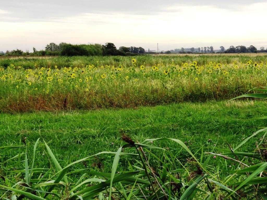 Mitglieder des Landwirtschafts- und Umweltausschusses der Stadtvertretung der Bernsteinstadt Ribnitz-Damgarten hatten am 20. August 2020 die Mglichkeit, an einer Betriebsfhrung des Geschftsfhrers des 100 % biologisch wirtschaftenden Gutes und Mutterkuhbetriebes Klockenhagen Herrn Ralf Schneider (Bildmitte) teilzunehmen. Foto: Eckart Kreitlow