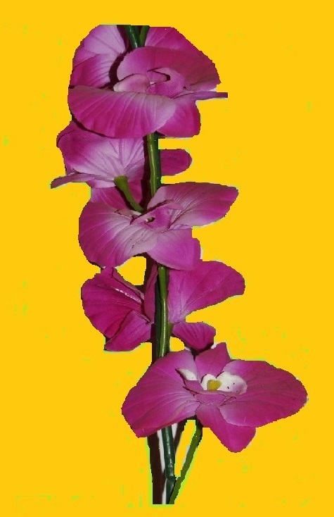 Eine wunderschöne Orchidee.