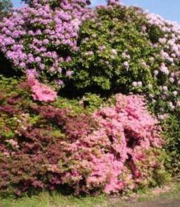 Wunderschner Rhododendron im Rhododendronpark des Ostseeheilbades Graal-Mritz, Landkreis Rostock, in Mecklenburg-Vorpommern, der alljhrlich zum Ende des Frhlings sehr prachtvoll erblht. Foto: Eckart Kreitlow